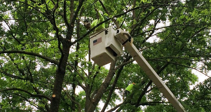 arborist tauranga