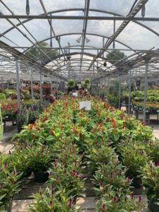 Business Blooms At Family Tree Nursery Thinking Bigger